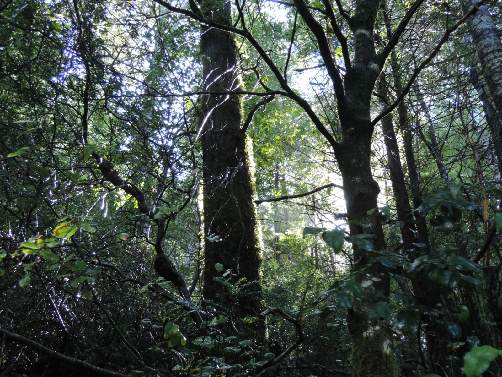 Nikon Coolpix P520 sample photo. Deep forest, wooded, dark photography