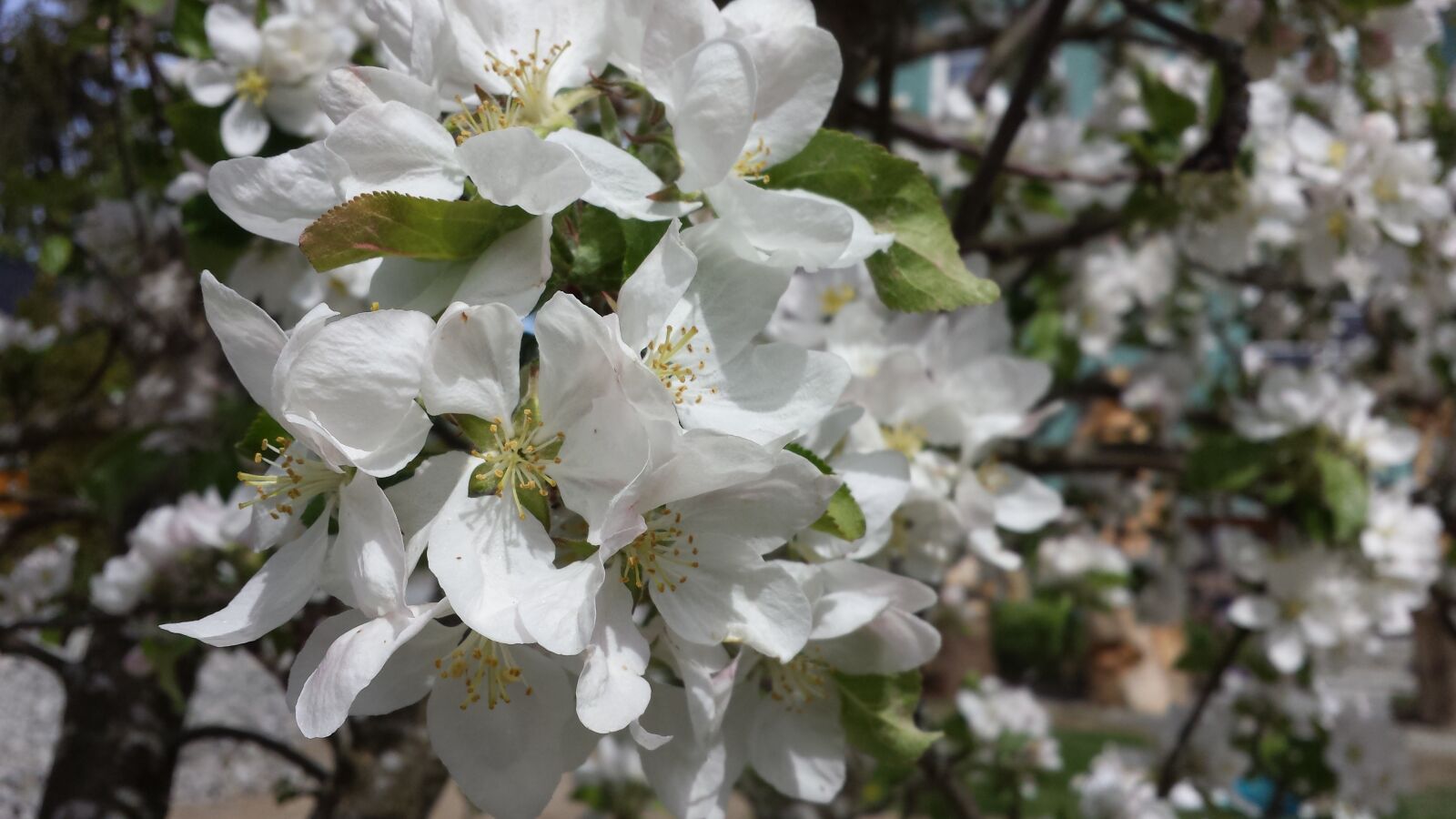 Samsung Galaxy S4 sample photo. Flower, plant, three photography