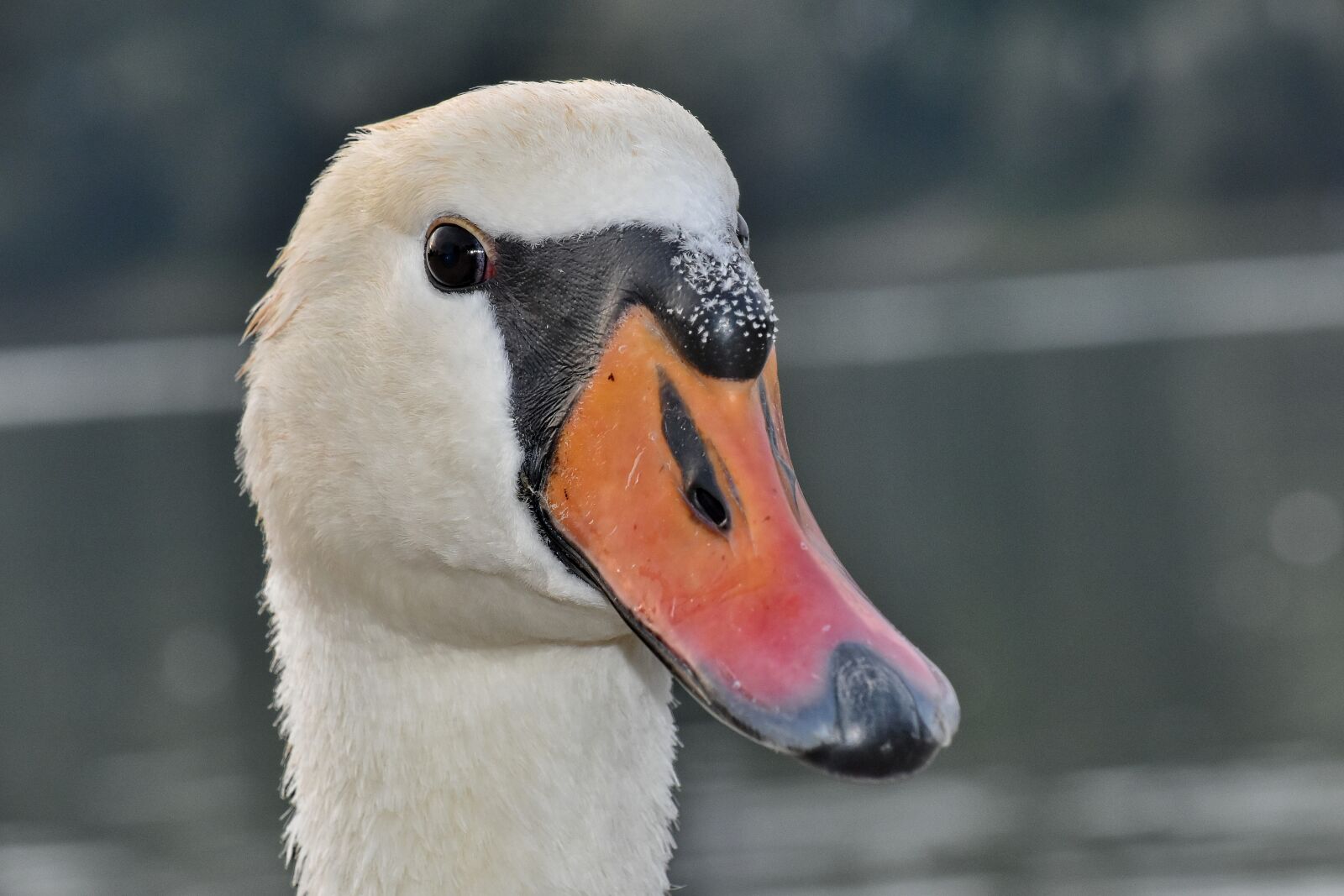 Nikon D5500 sample photo. Beak, beautiful photo, close-up photography