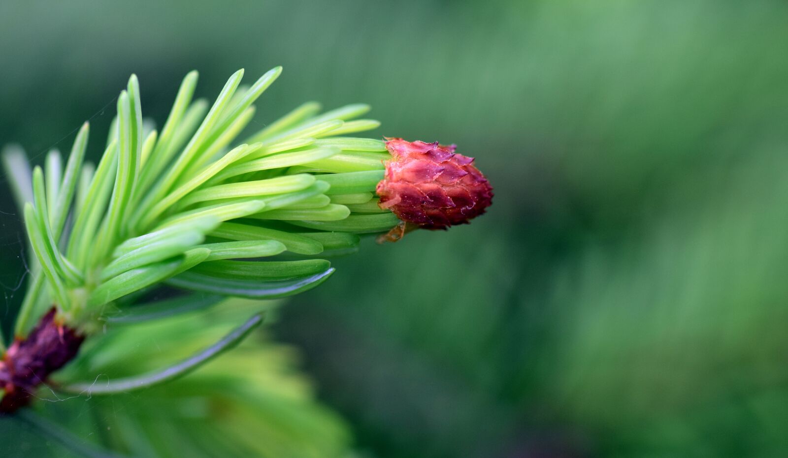Nikon D3300 sample photo. Spruce, pine branch, nature photography