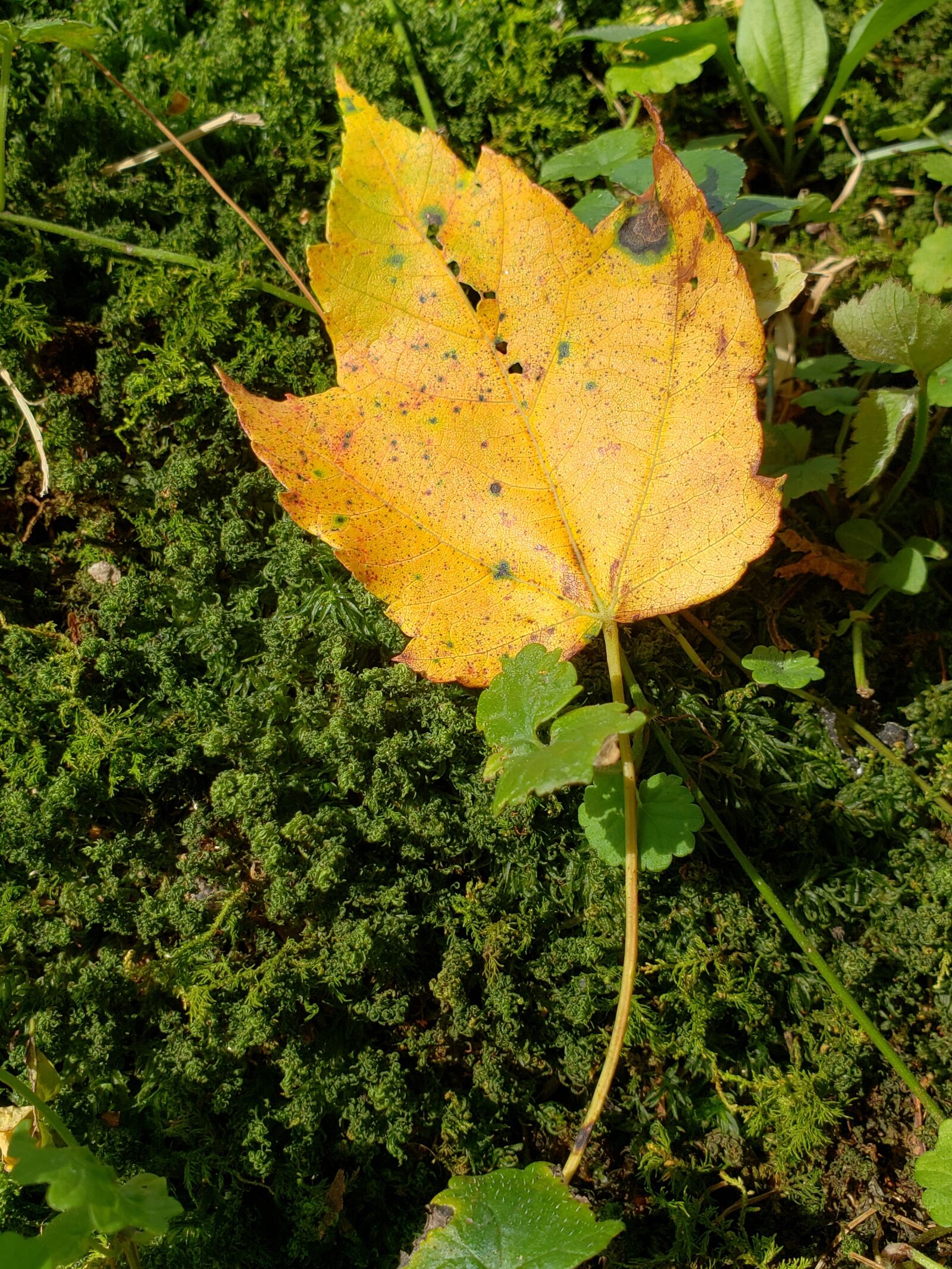 Samsung Galaxy S9+ sample photo. Leaf, tree, yellow photography