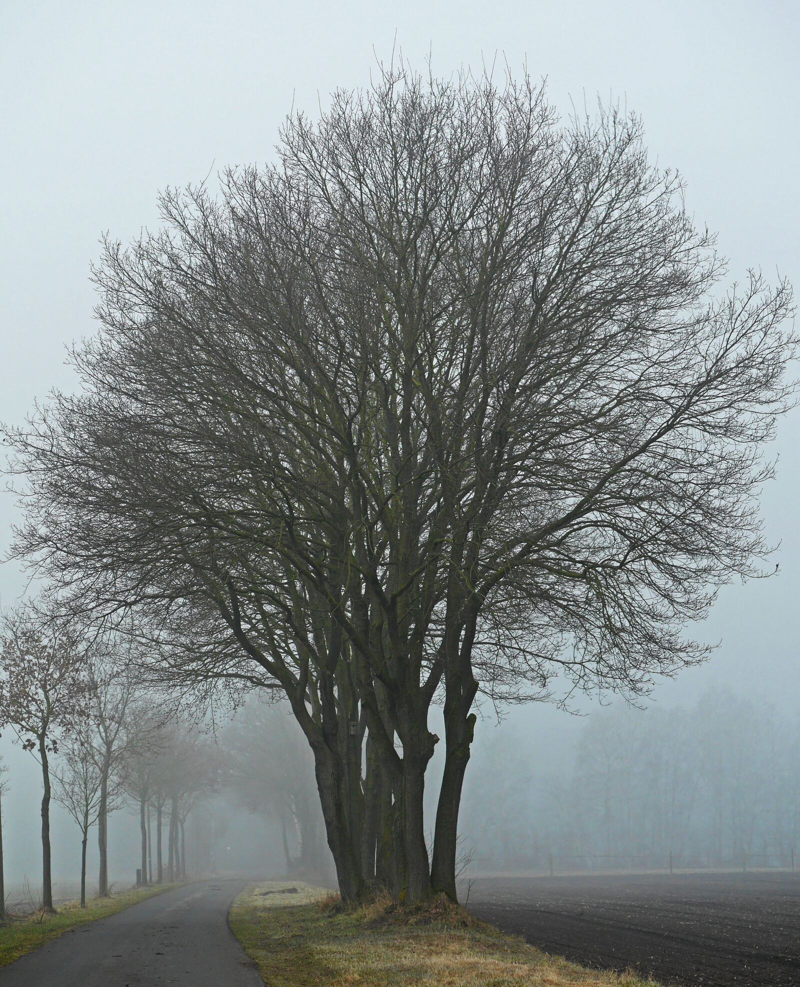 Panasonic Lumix DMC-GH3 sample photo. Fog, winter's day, protected photography