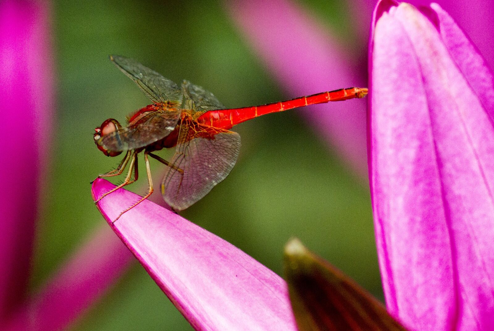 Canon EOS 600D (Rebel EOS T3i / EOS Kiss X5) sample photo. Dragonfly, red, flower photography
