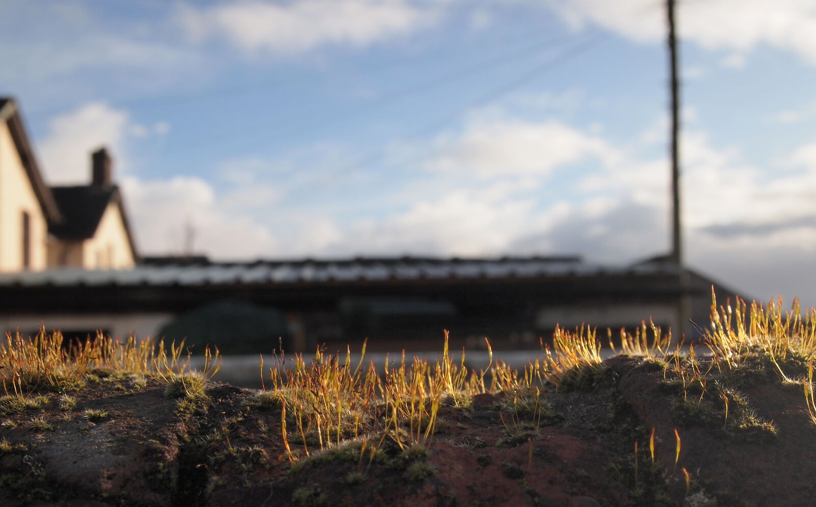 Olympus PEN E-PL2 sample photo