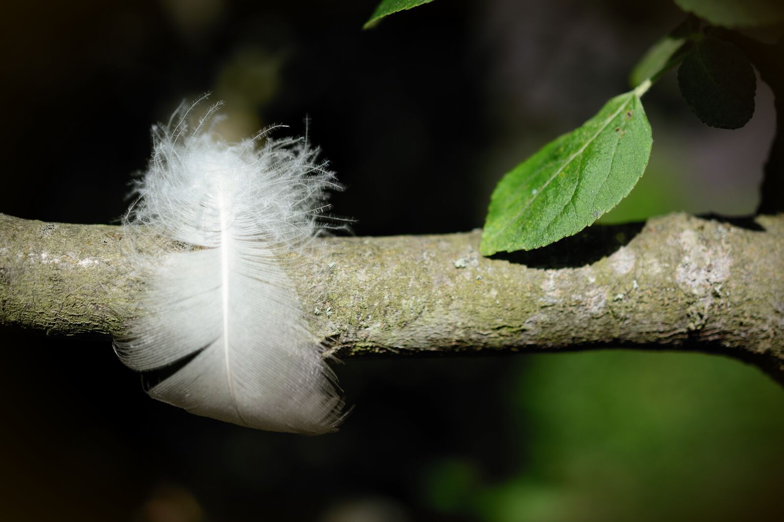 Nikon D5200 sample photo. Feather, slightly, branch photography