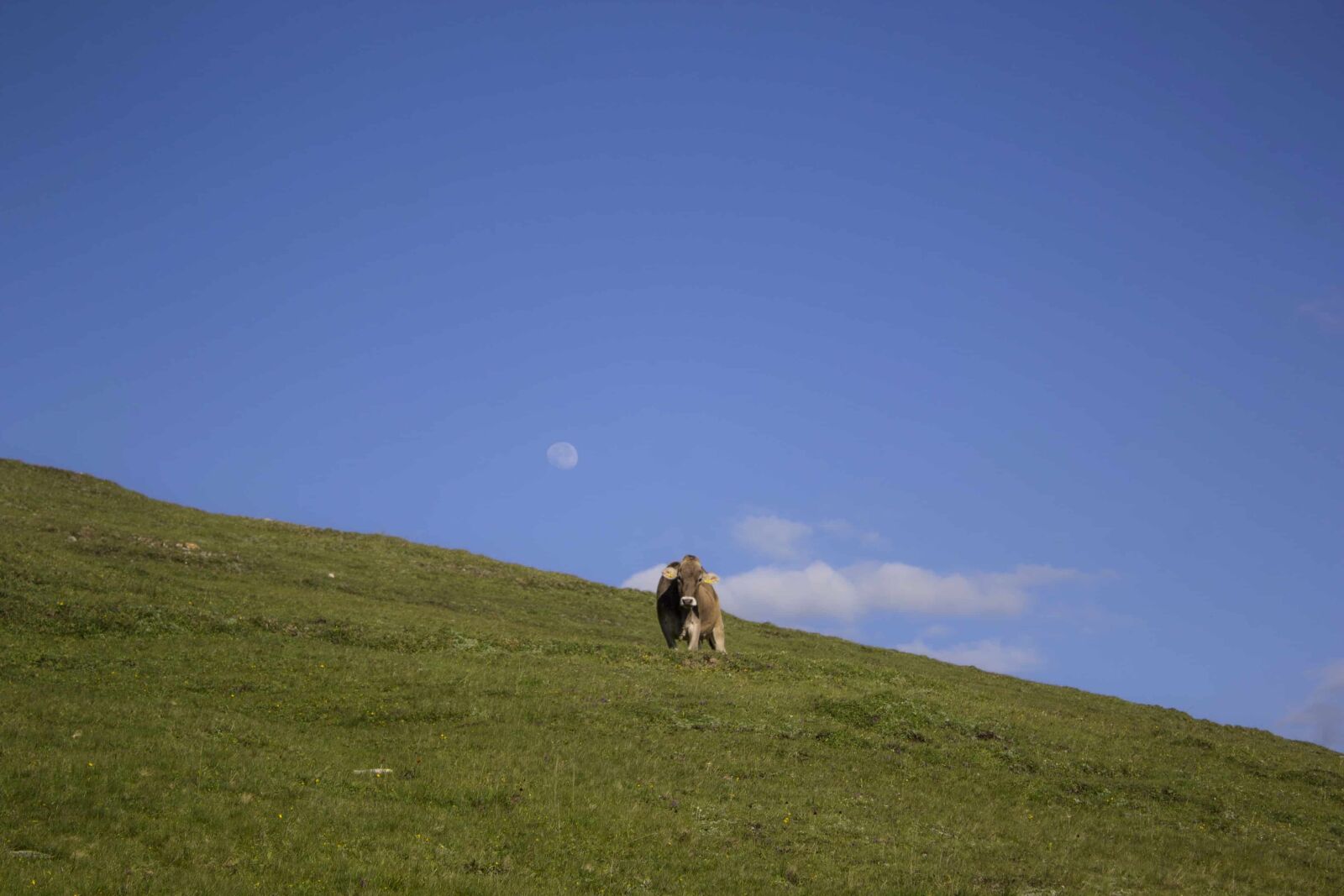 Canon EOS 1100D (EOS Rebel T3 / EOS Kiss X50) sample photo. Cow, blue sky, grass photography