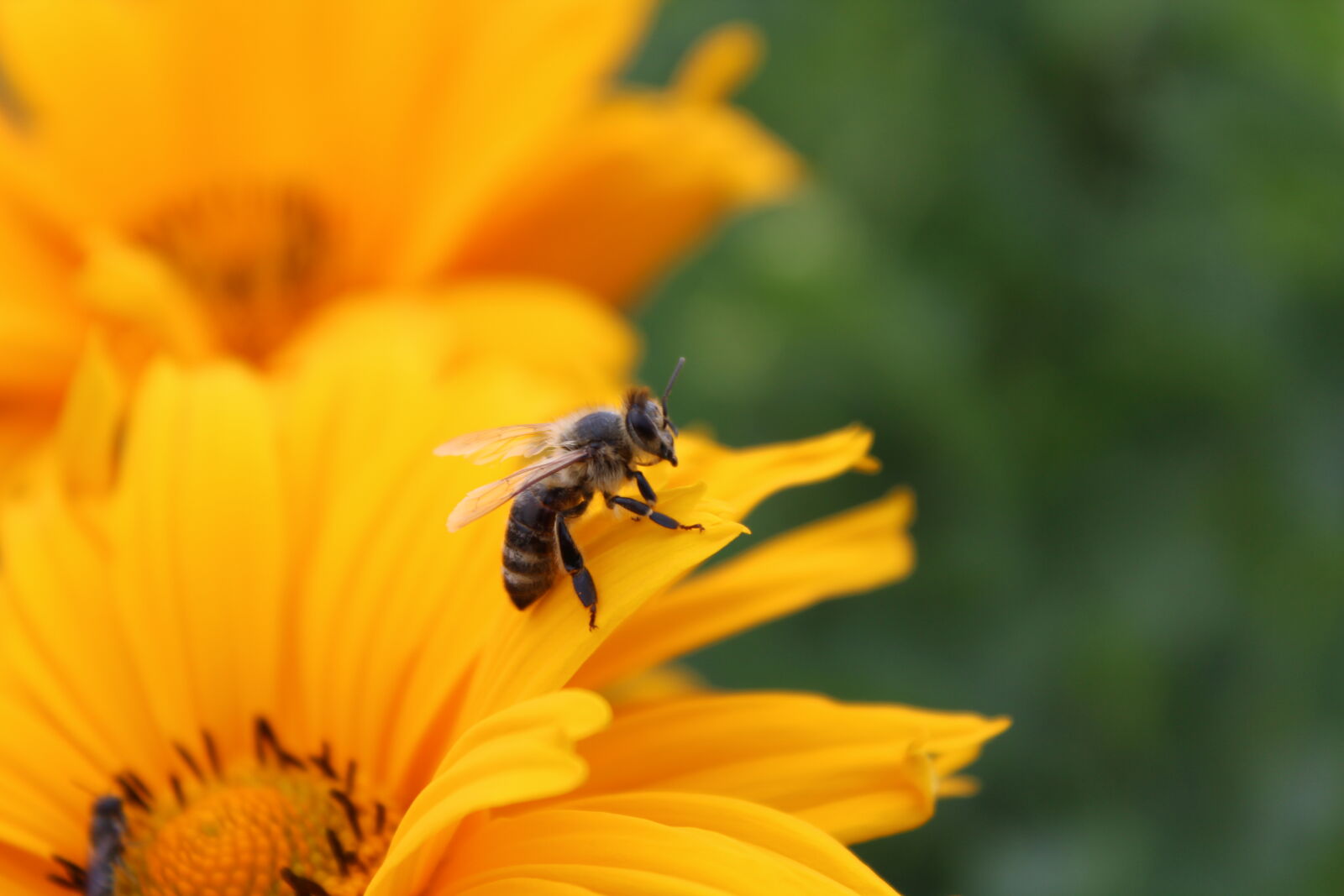 Canon EOS 1300D (EOS Rebel T6 / EOS Kiss X80) sample photo. Nature, bee, flower, summer photography