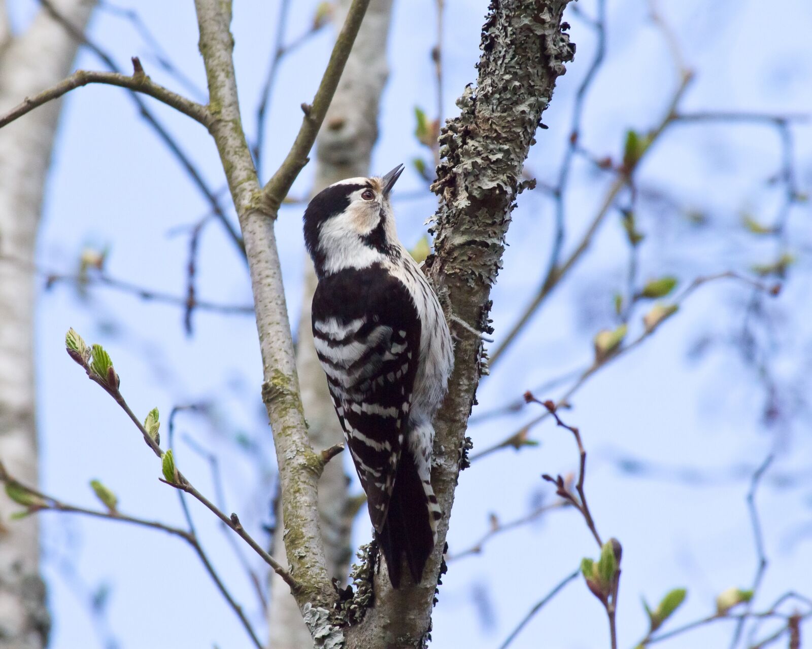 Canon EOS 7D sample photo. The white back woodpecker photography