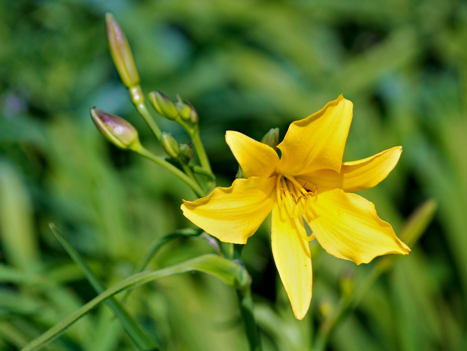 Canon EOS 550D (EOS Rebel T2i / EOS Kiss X4) sample photo. Flower, lily, yellow photography