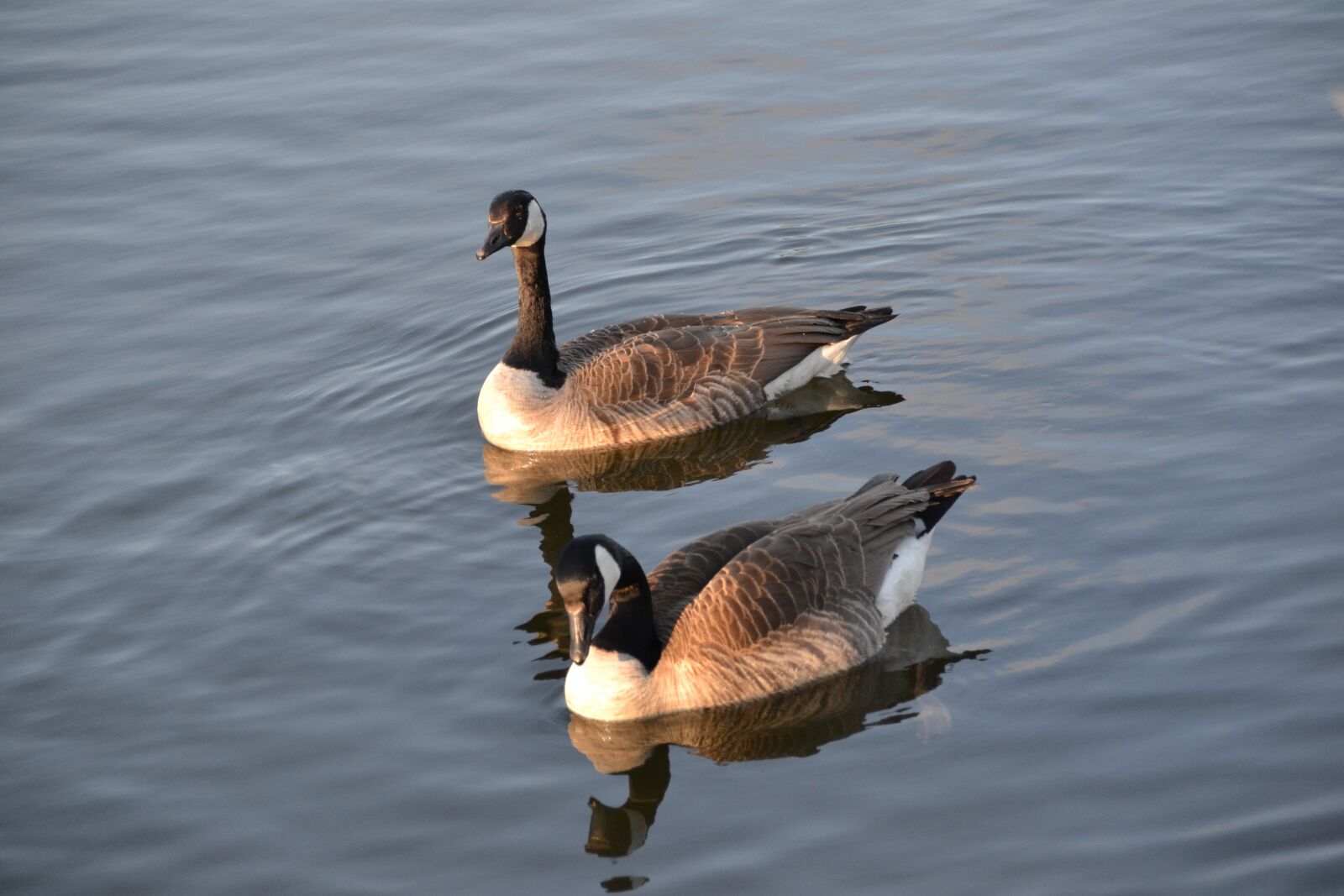 Nikon D3100 sample photo. Goose, geese, bird photography