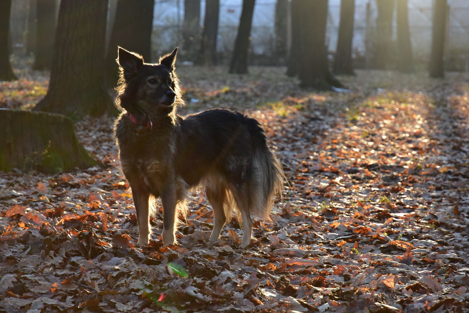 Nikon D5500 sample photo. Dog, park, pet photography