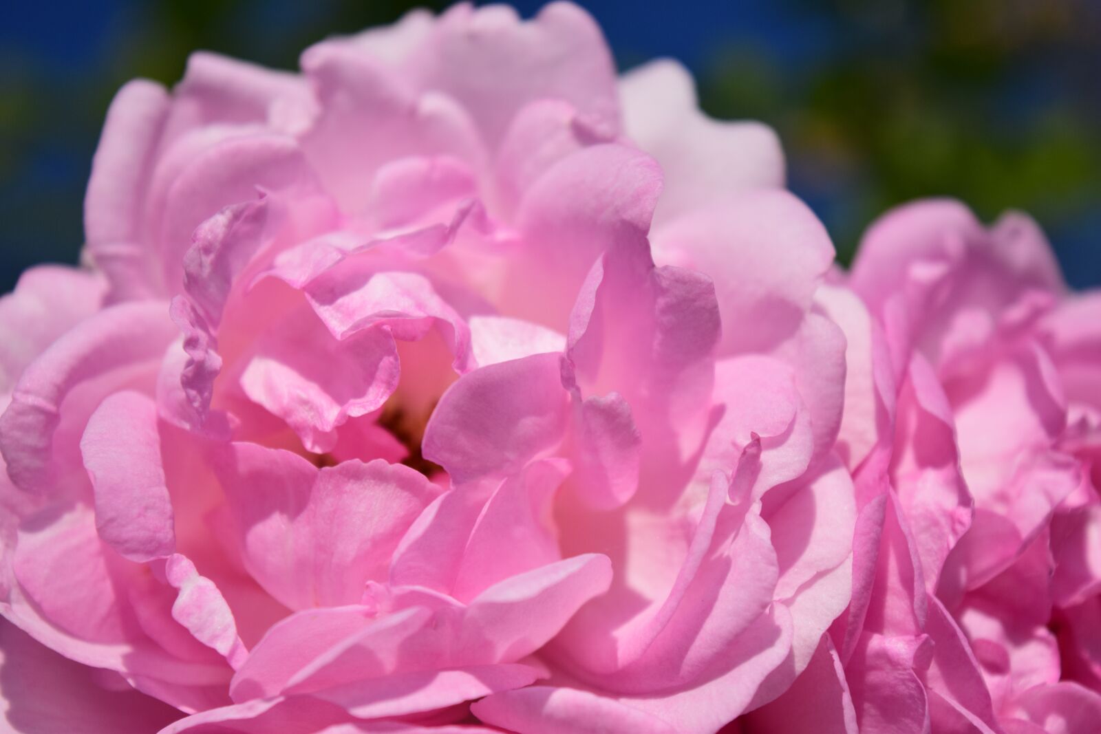Nikon D3300 sample photo. Pink, rose, pink rose photography