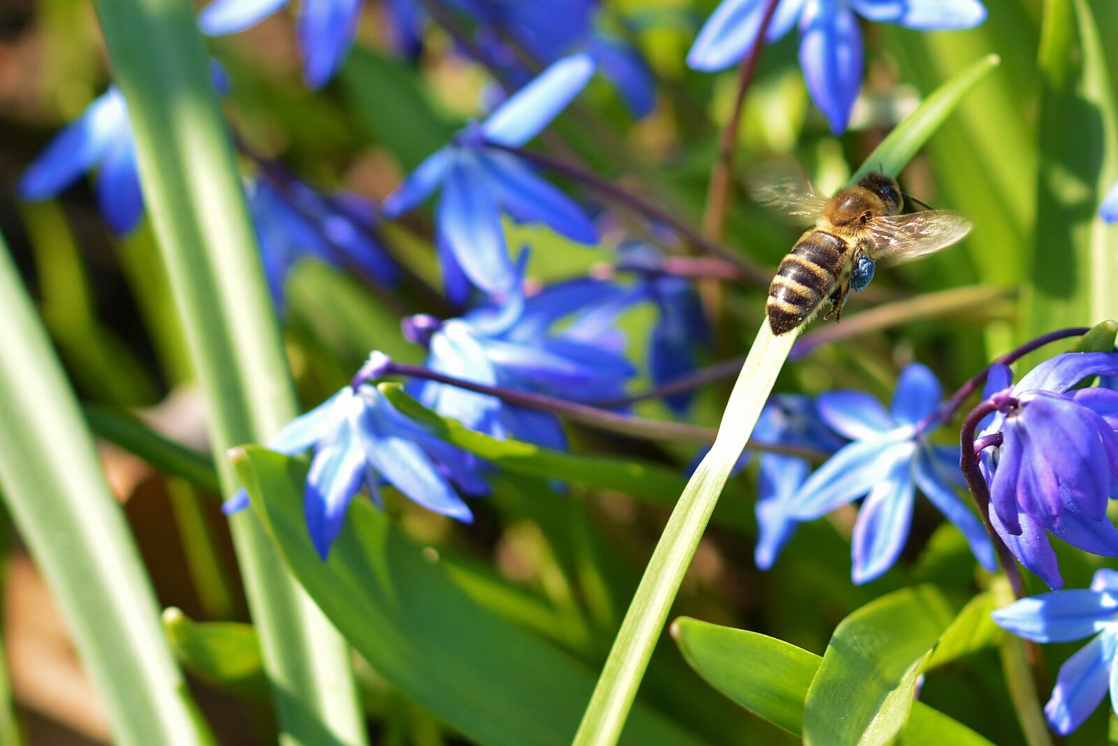 Nikon D5200 sample photo. Bee, close up, scilla photography