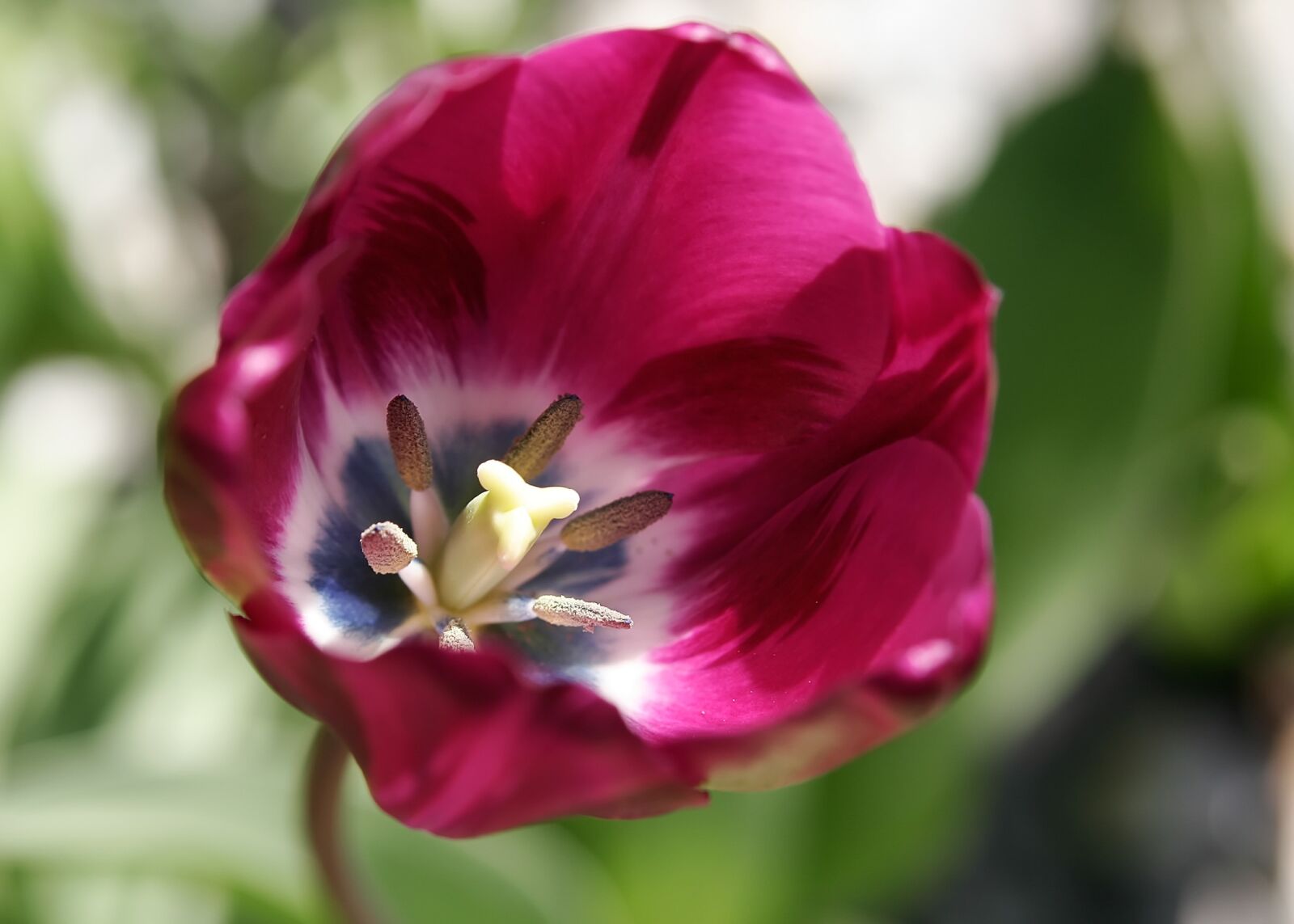 Canon EOS 20D sample photo. Flower, blossom, bloom photography