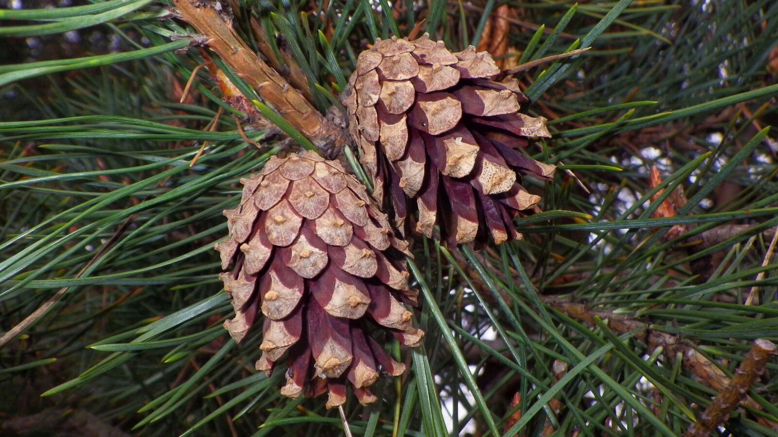Pentax Optio WG-2 sample photo. Wood, pine, nature photography