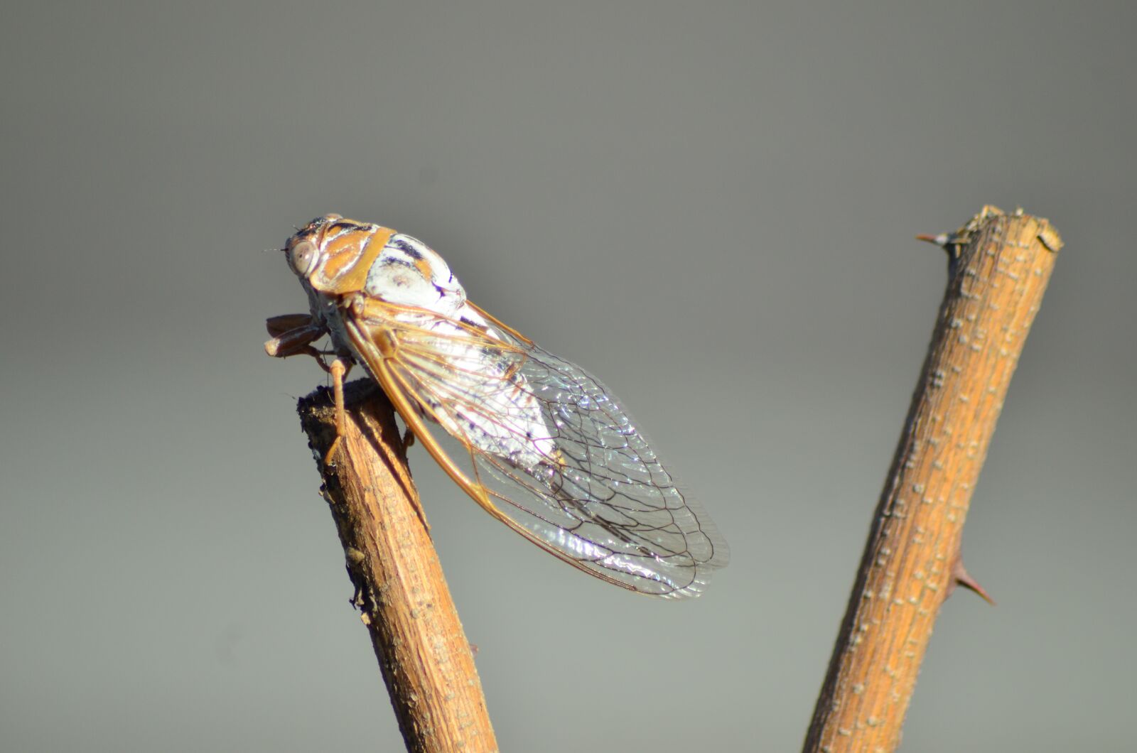 Nikon D5100 sample photo. Insect, micro, butterfly photography