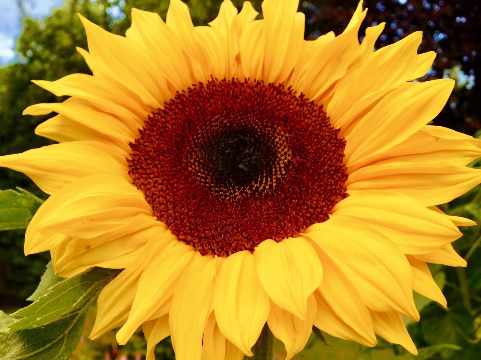 Nikon Coolpix B500 sample photo. Flower, yellow, sunflower photography