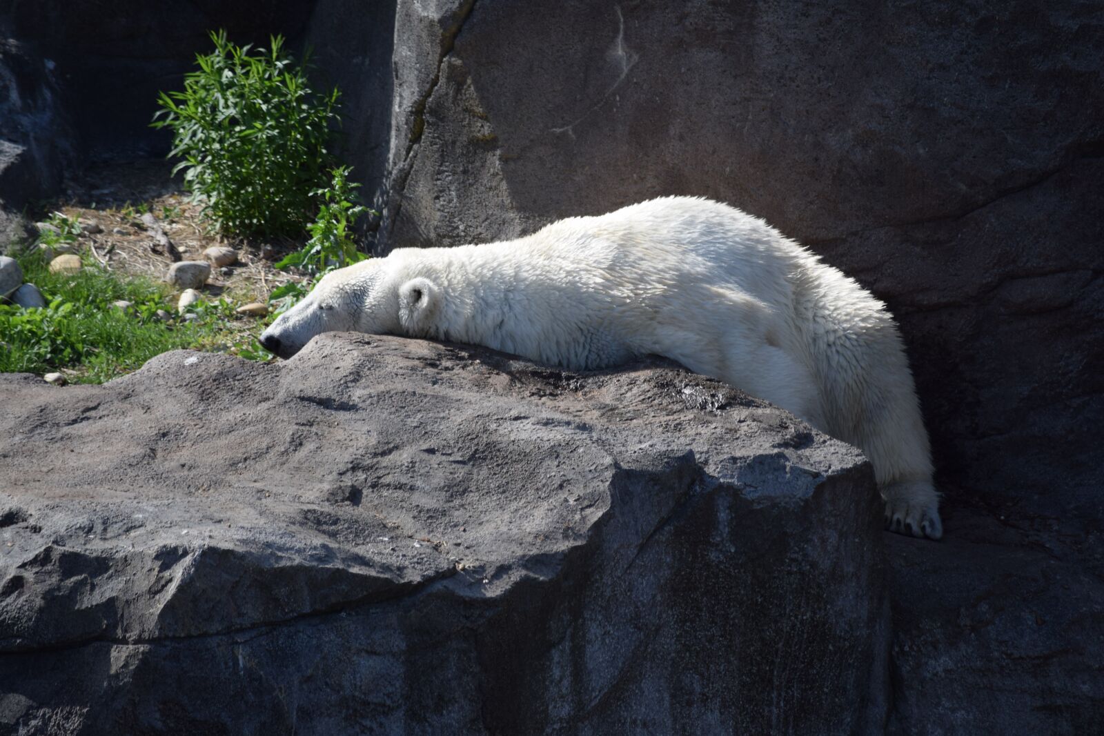 Nikon D3300 sample photo. Polar, bear, polarbär photography