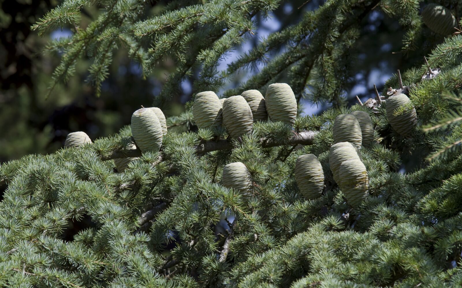 Pentax K-30 sample photo. Cedar, cedar cone, pine photography
