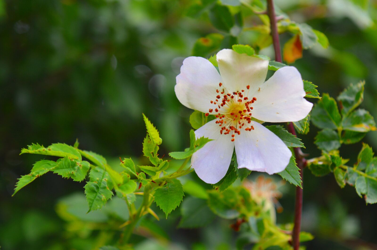Nikon D3200 sample photo. Wild rose, rose plant photography