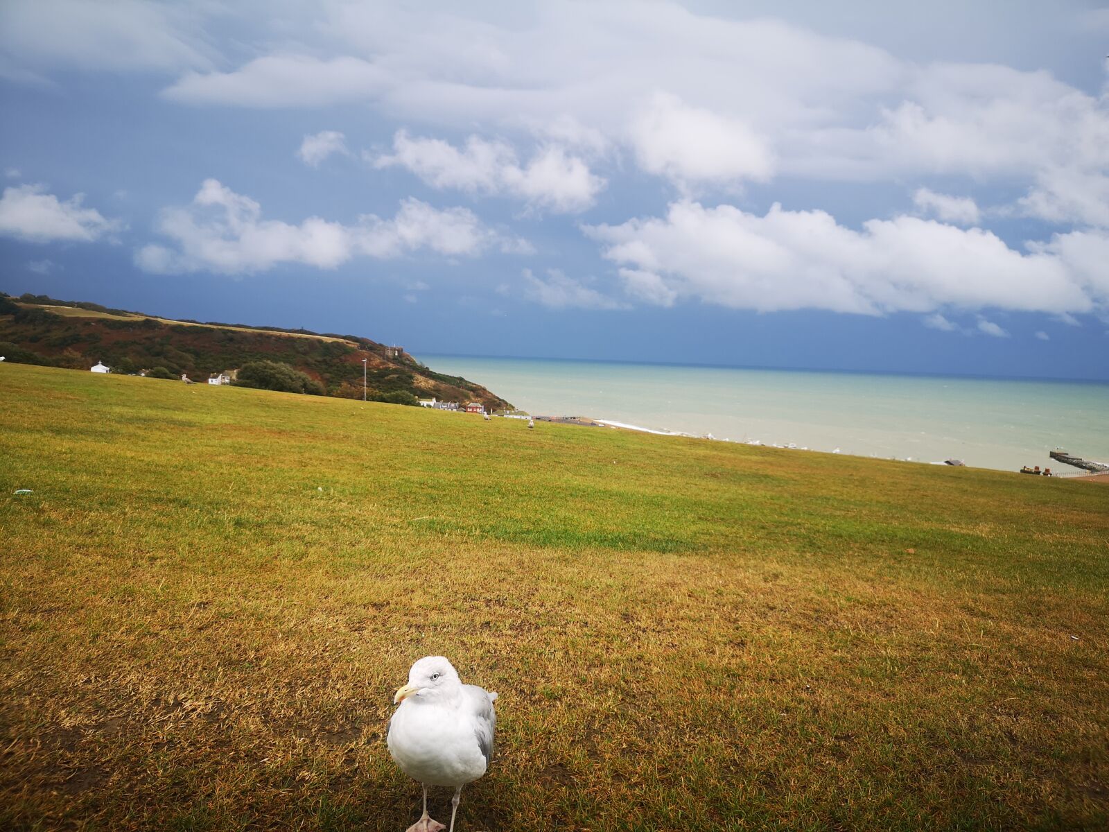 HUAWEI CLT-L29 sample photo. Bird at the hill photography