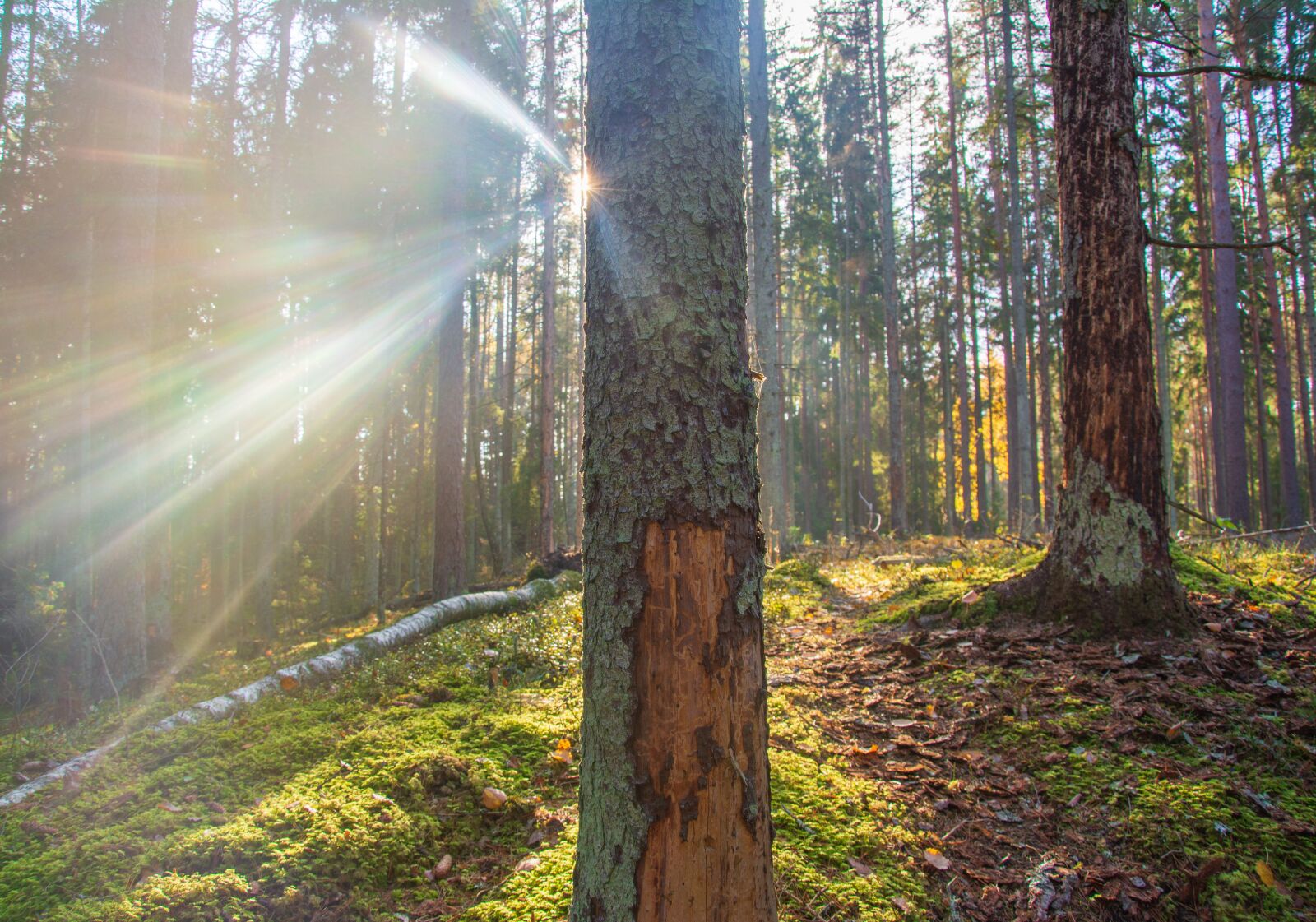 Nikon D5200 sample photo. Forest, sun, tree photography