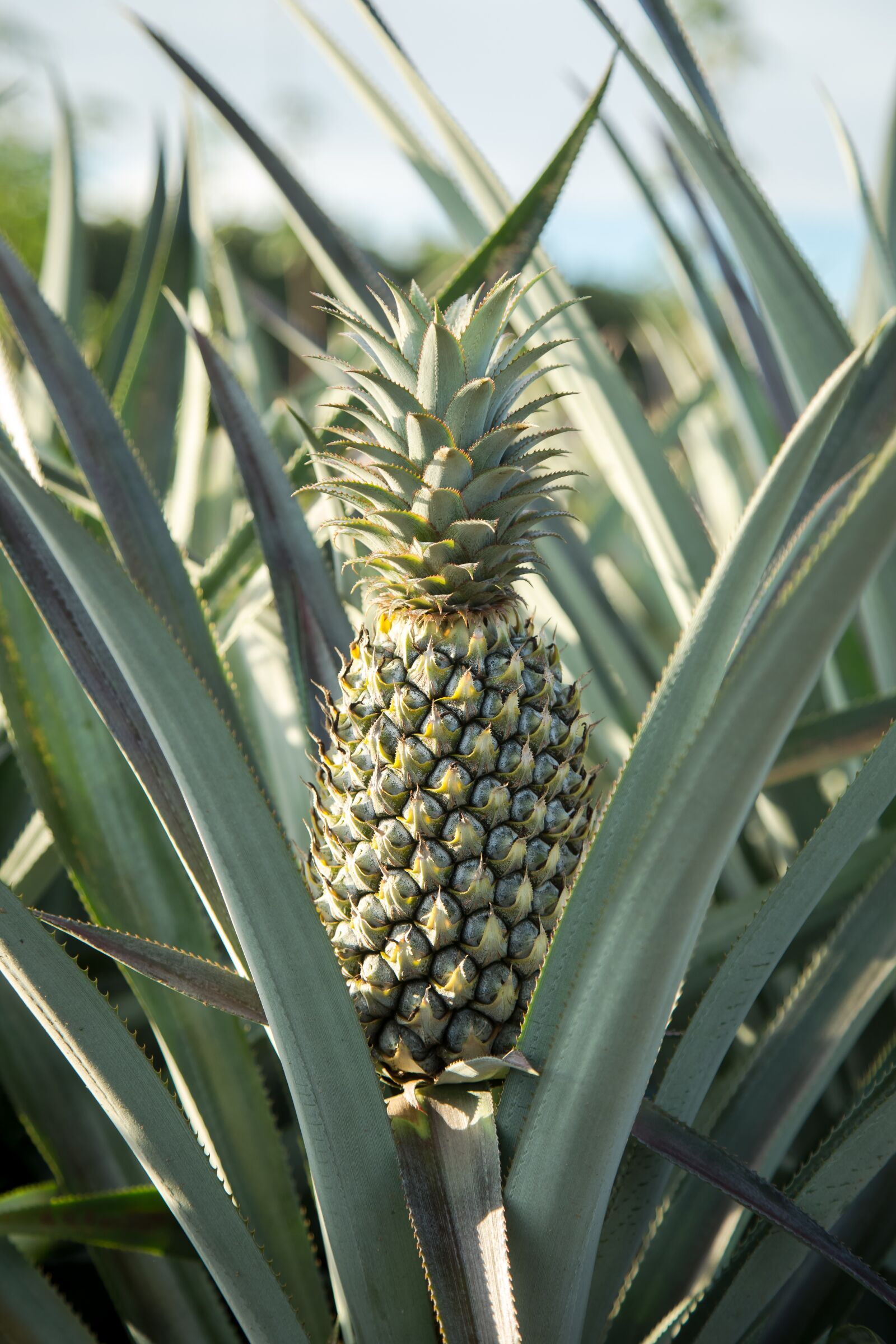 Canon EF 24-105mm F4L IS USM sample photo. Pineapple, farm, garden photography