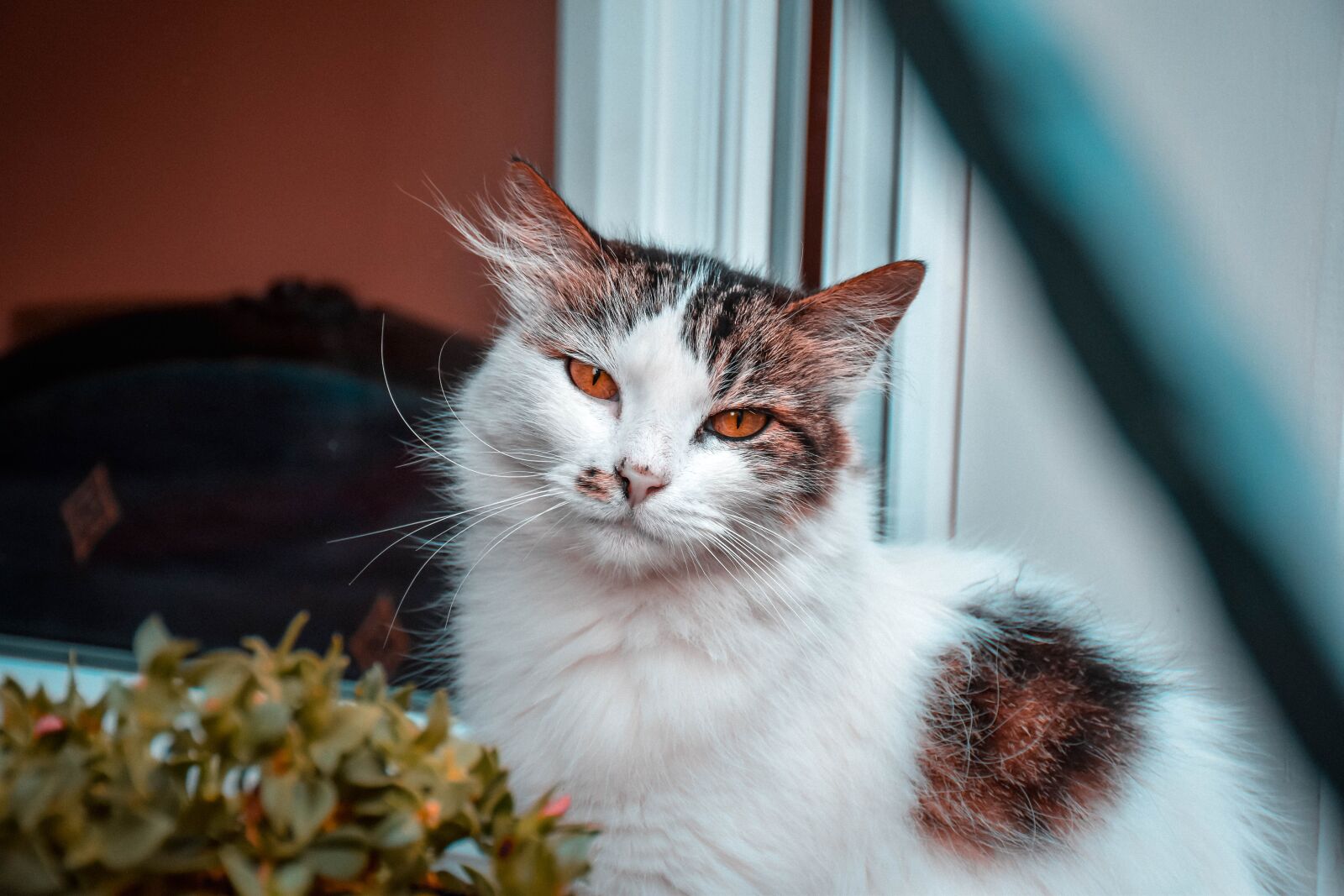 Nikon D5500 sample photo. Cat, eyes, animal photography