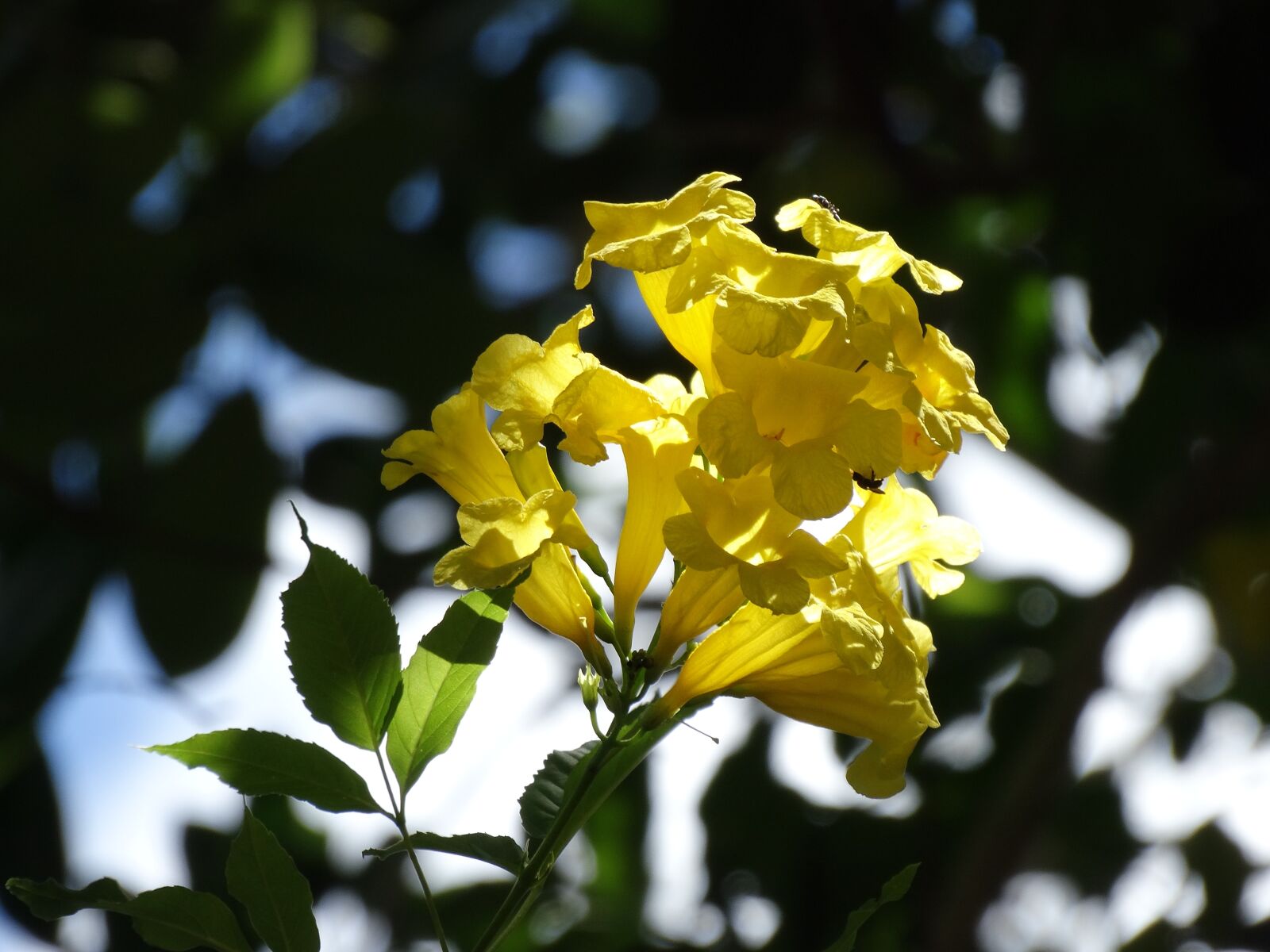 Sony Cyber-shot DSC-HX300 sample photo. Nature, natura, plants photography