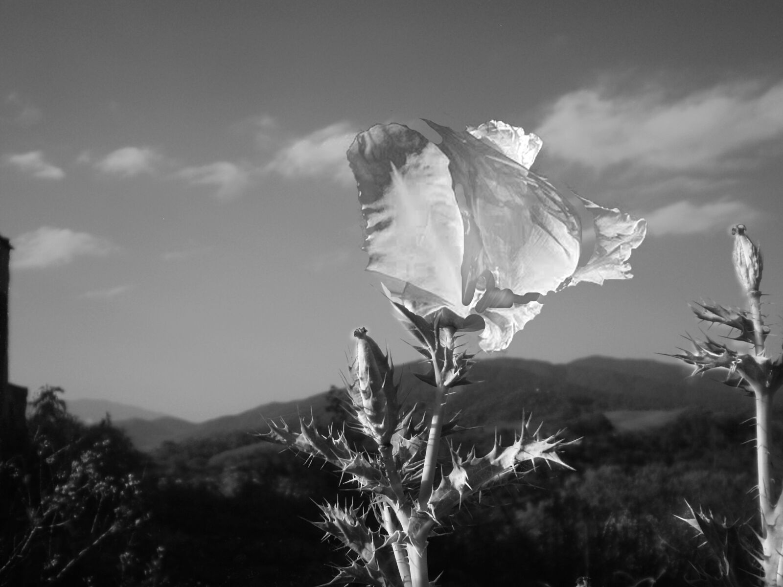 Olympus FE210,X775 sample photo. Black and white, flower photography
