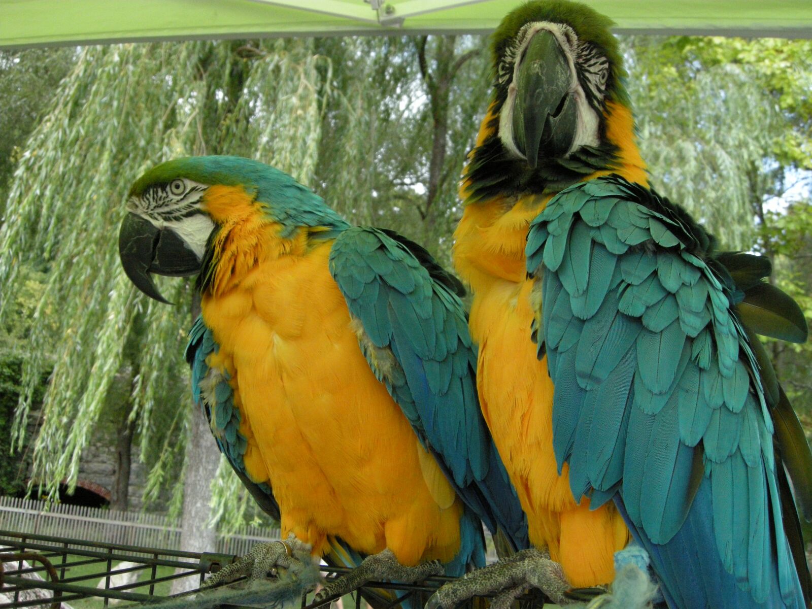 Nikon COOLPIX P5100 sample photo. Parrots, blue, macaw photography