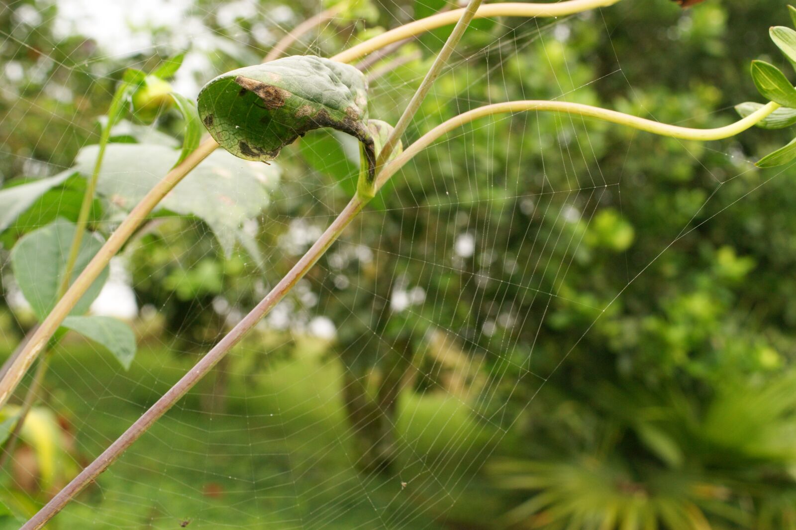 Sony Alpha DSLR-A390 sample photo. Nature, the, field photography