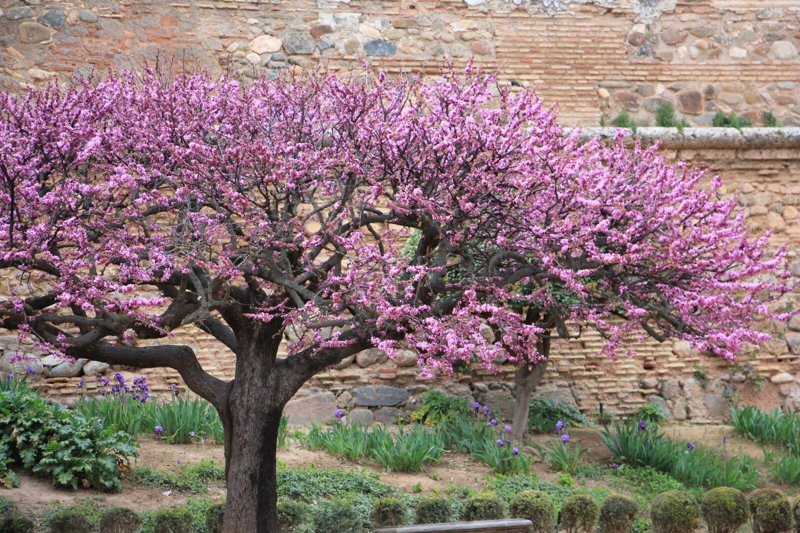 Canon EOS 550D (EOS Rebel T2i / EOS Kiss X4) sample photo. Tree, blossom, spain photography