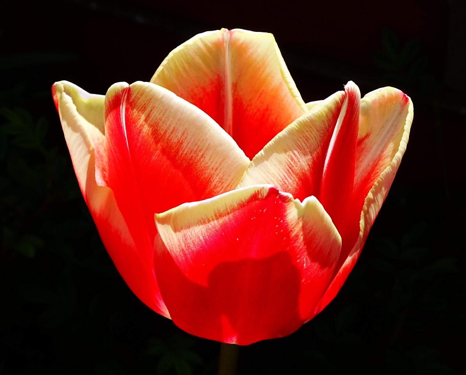 Sony Cyber-shot DSC-HX400V sample photo. Flower, tulip, blossom photography