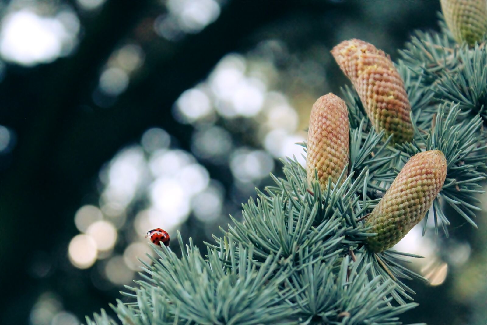 Canon EOS 1200D (EOS Rebel T5 / EOS Kiss X70 / EOS Hi) sample photo. Ladybug, silver fir, fir photography