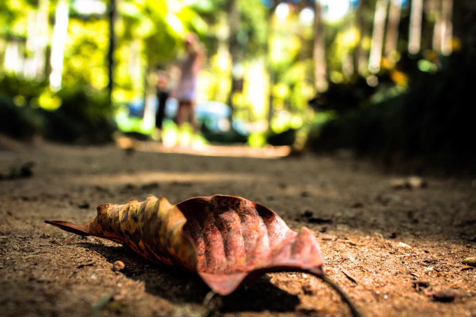 Canon EOS 1300D (EOS Rebel T6 / EOS Kiss X80) sample photo. Path, leaves, nature photography
