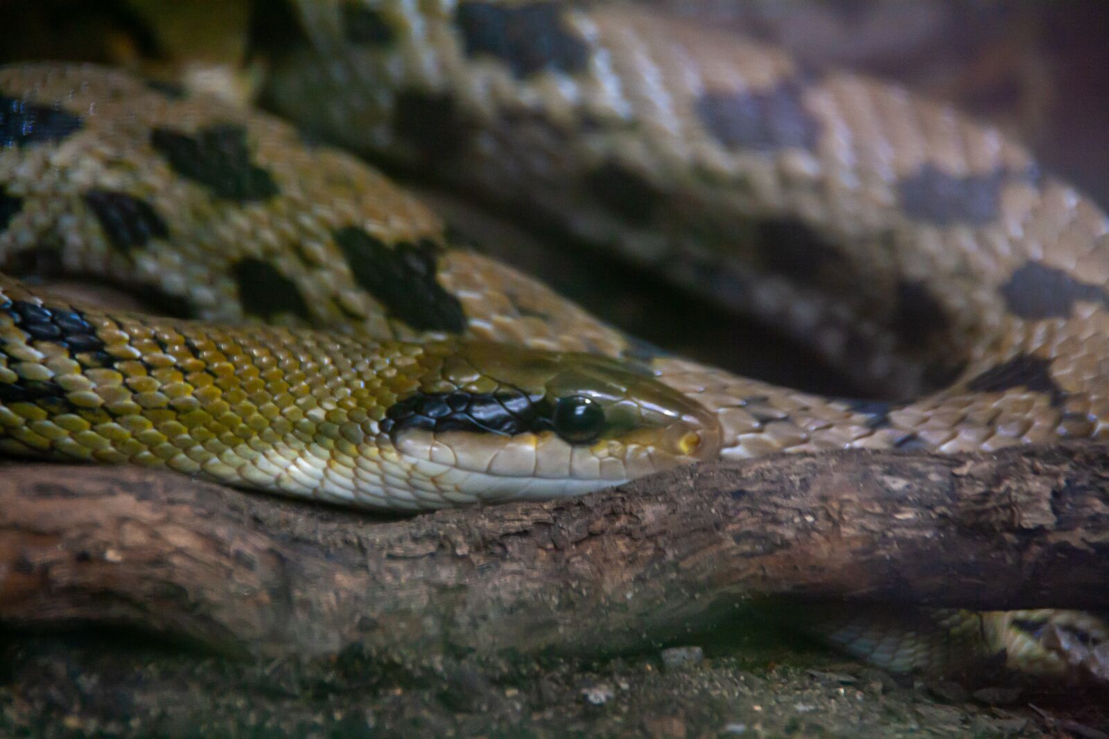 Canon EOS 400D (EOS Digital Rebel XTi / EOS Kiss Digital X) sample photo. Snake, exotic, wild photography