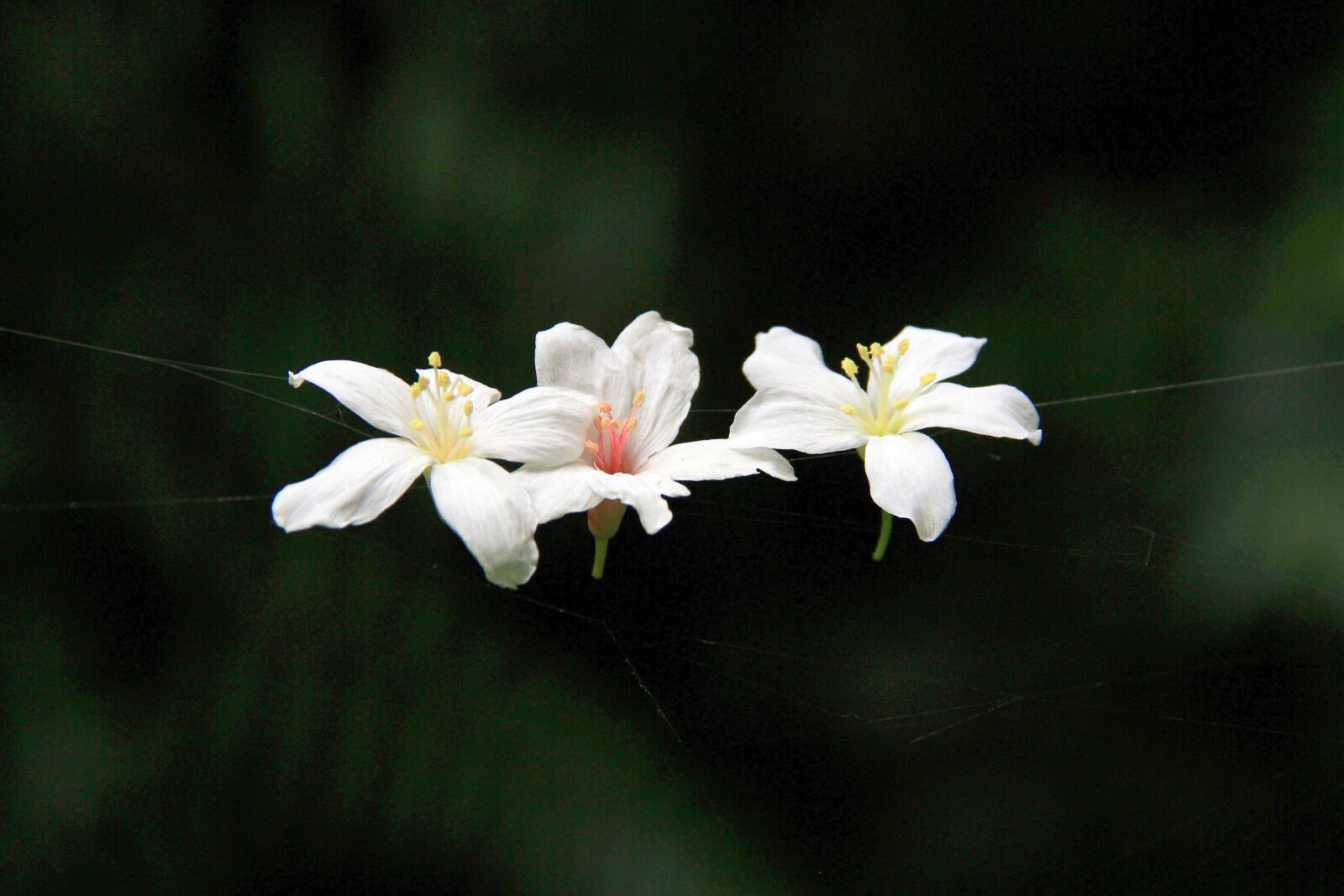 Canon EOS 7D sample photo. Nature, flower, plant photography