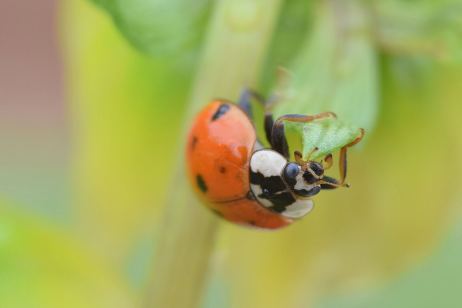 Nikon D5300 sample photo. Insect, ladybug, nature photography