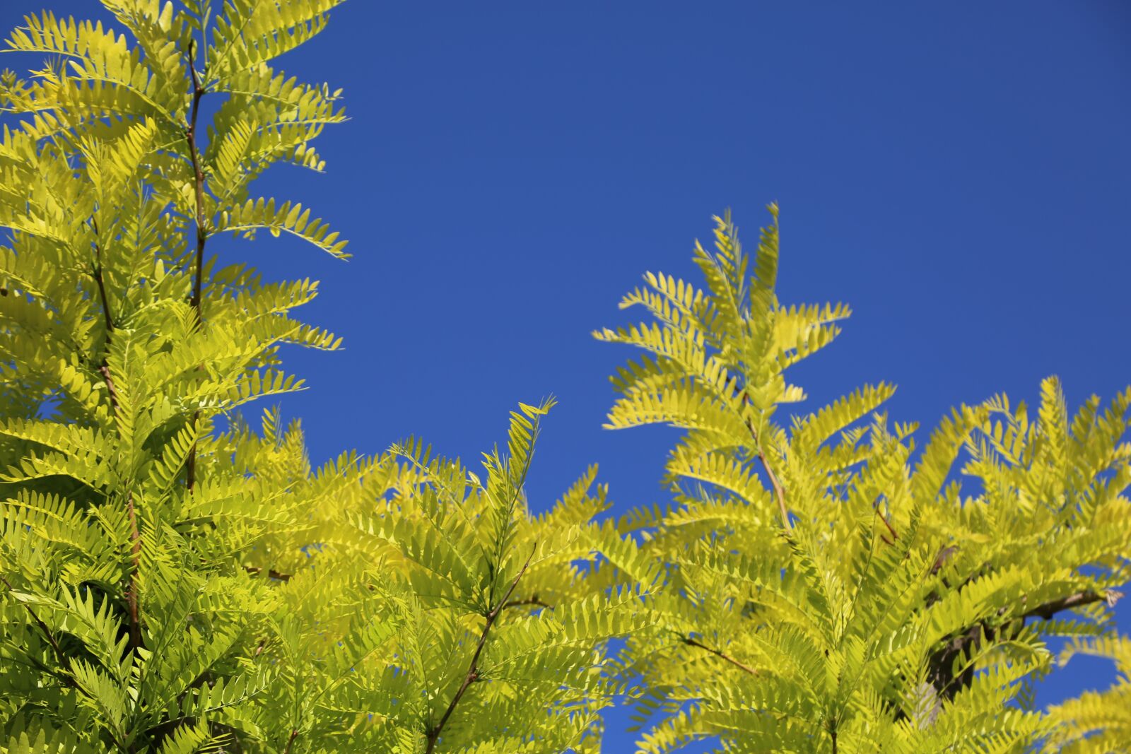 Canon EF 24-105mm F4L IS USM sample photo. Tree, nature, plant photography