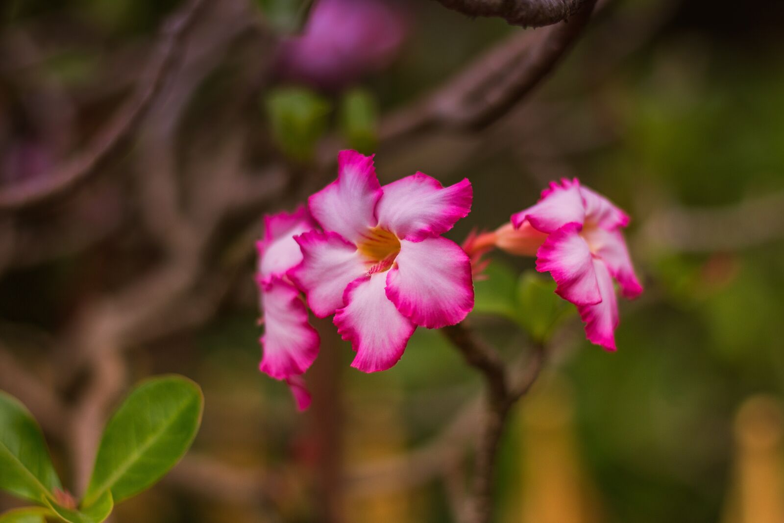 Canon EOS 700D (EOS Rebel T5i / EOS Kiss X7i) + Canon EF 50mm F1.8 STM sample photo. Invited to visit, flowers photography
