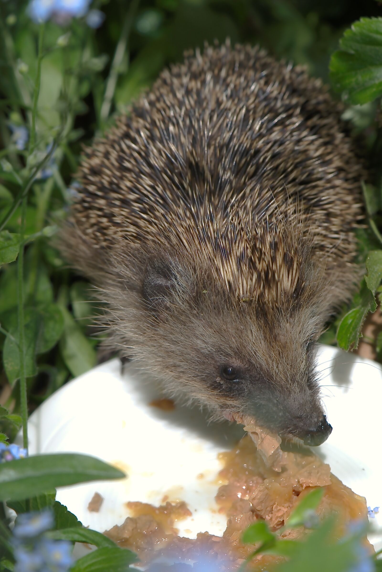 Nikon D5600 sample photo. Hedgehog, wild animal, garden photography