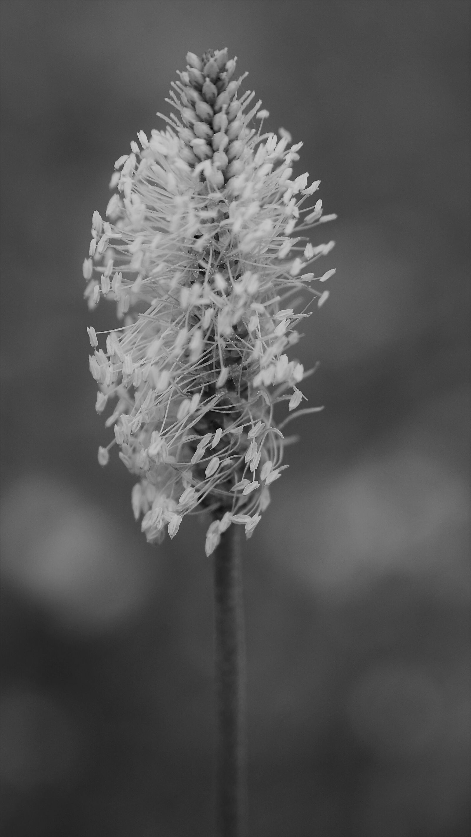 Nikon D7000 sample photo. Greater plantain, blossom, bloom photography