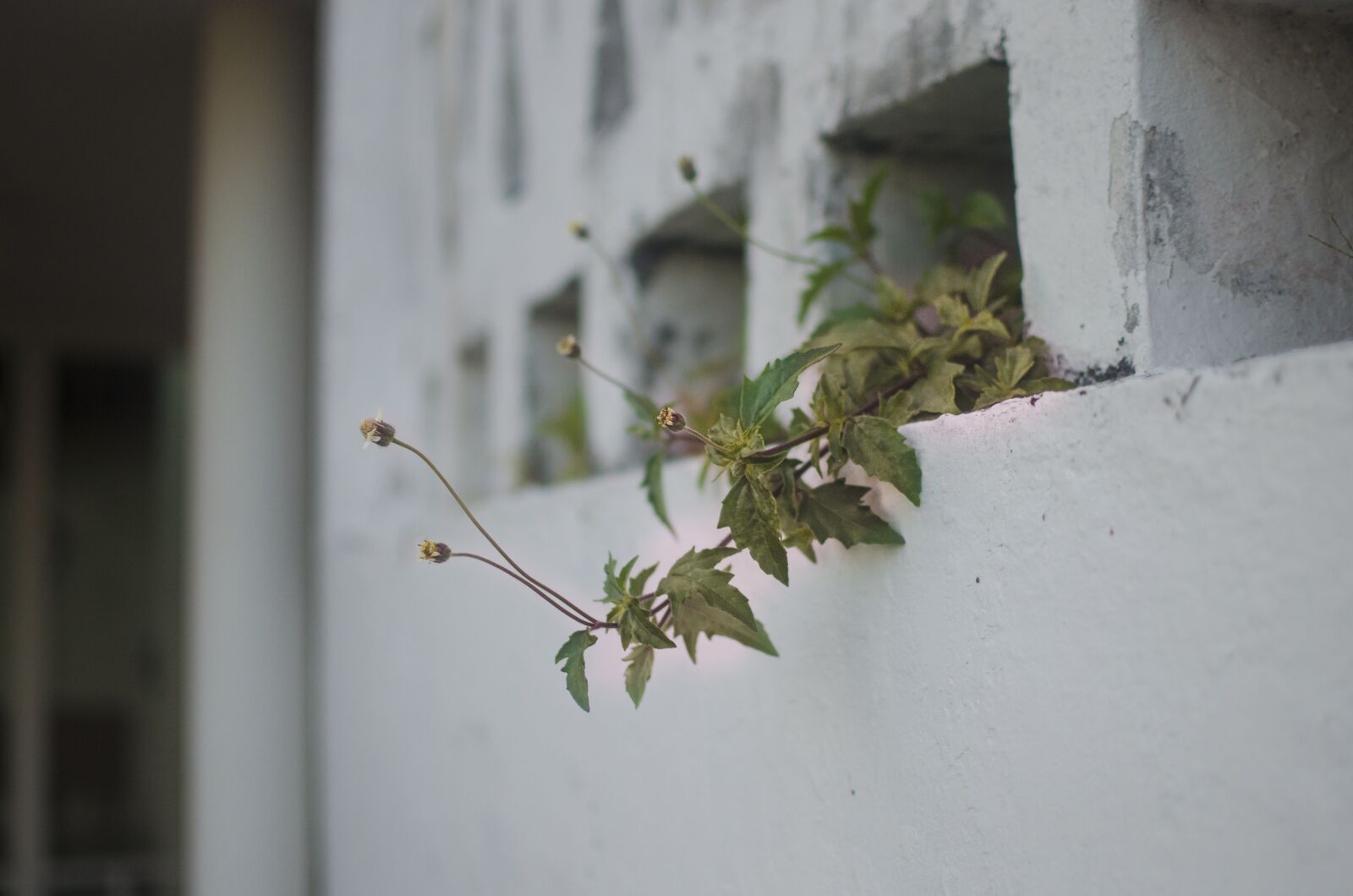 Nikon D5100 sample photo. Wildflowers, house, plant photography