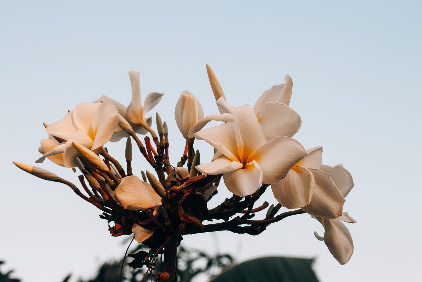 Canon EOS 700D (EOS Rebel T5i / EOS Kiss X7i) sample photo. Plumeria, flower, thailand photography