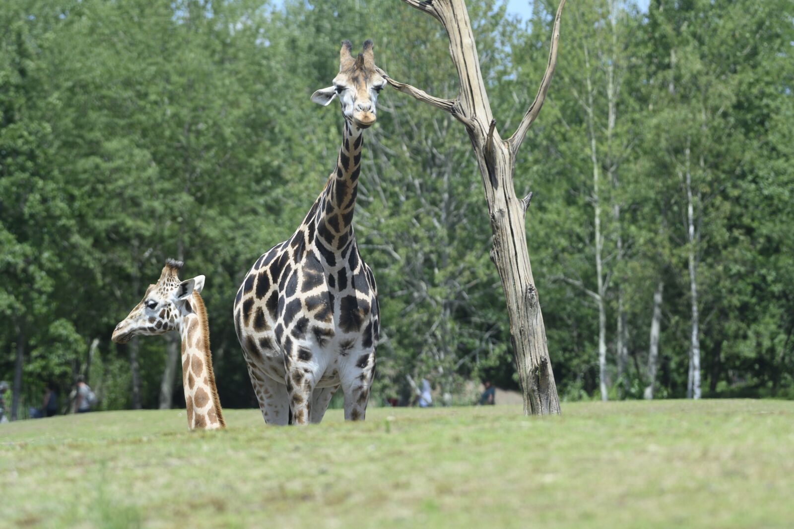 Nikon Z7 sample photo. Beekse bergen, giraffe, nature photography