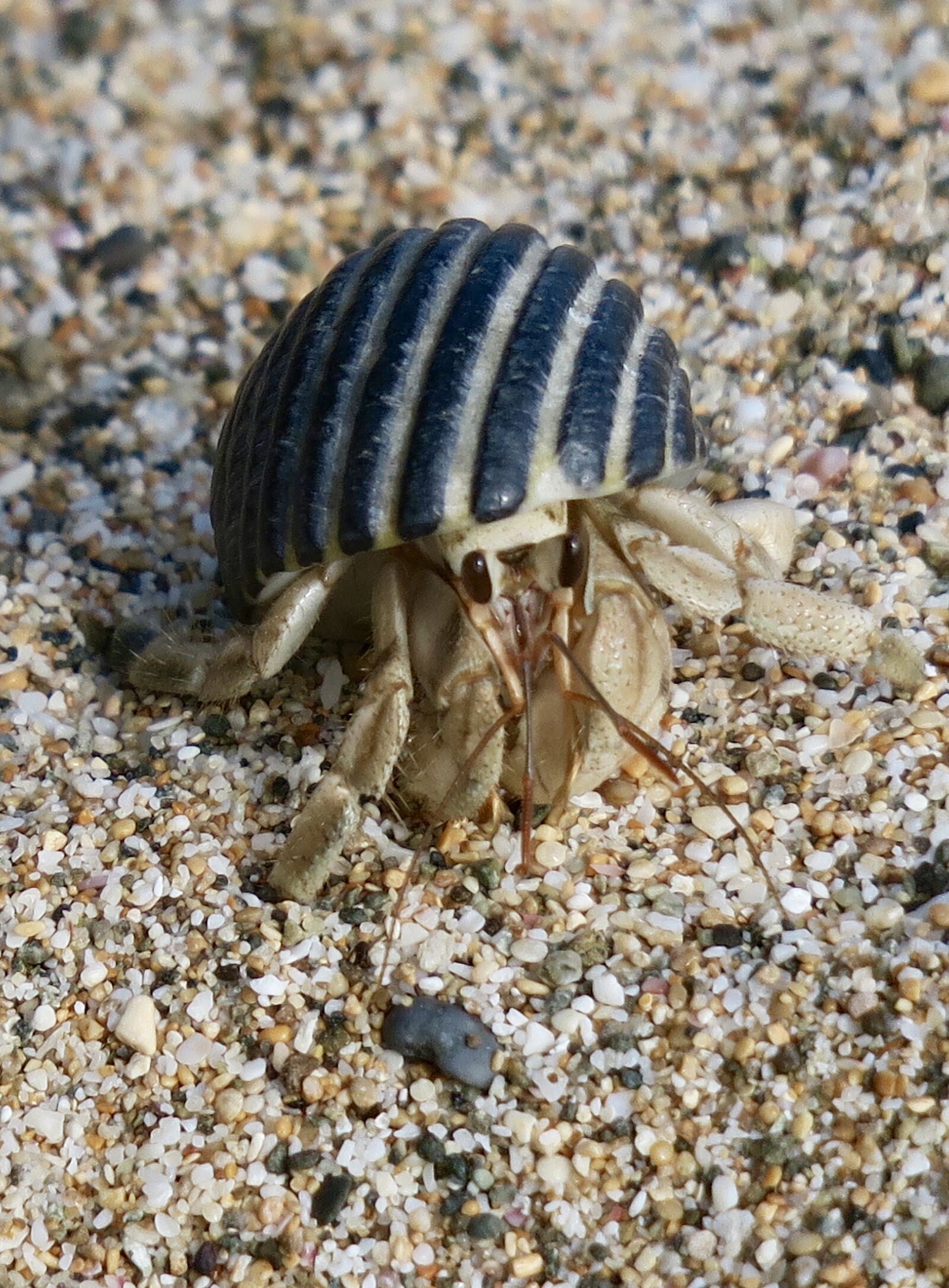 Canon PowerShot G3 X sample photo. Hermit crab, marine life photography