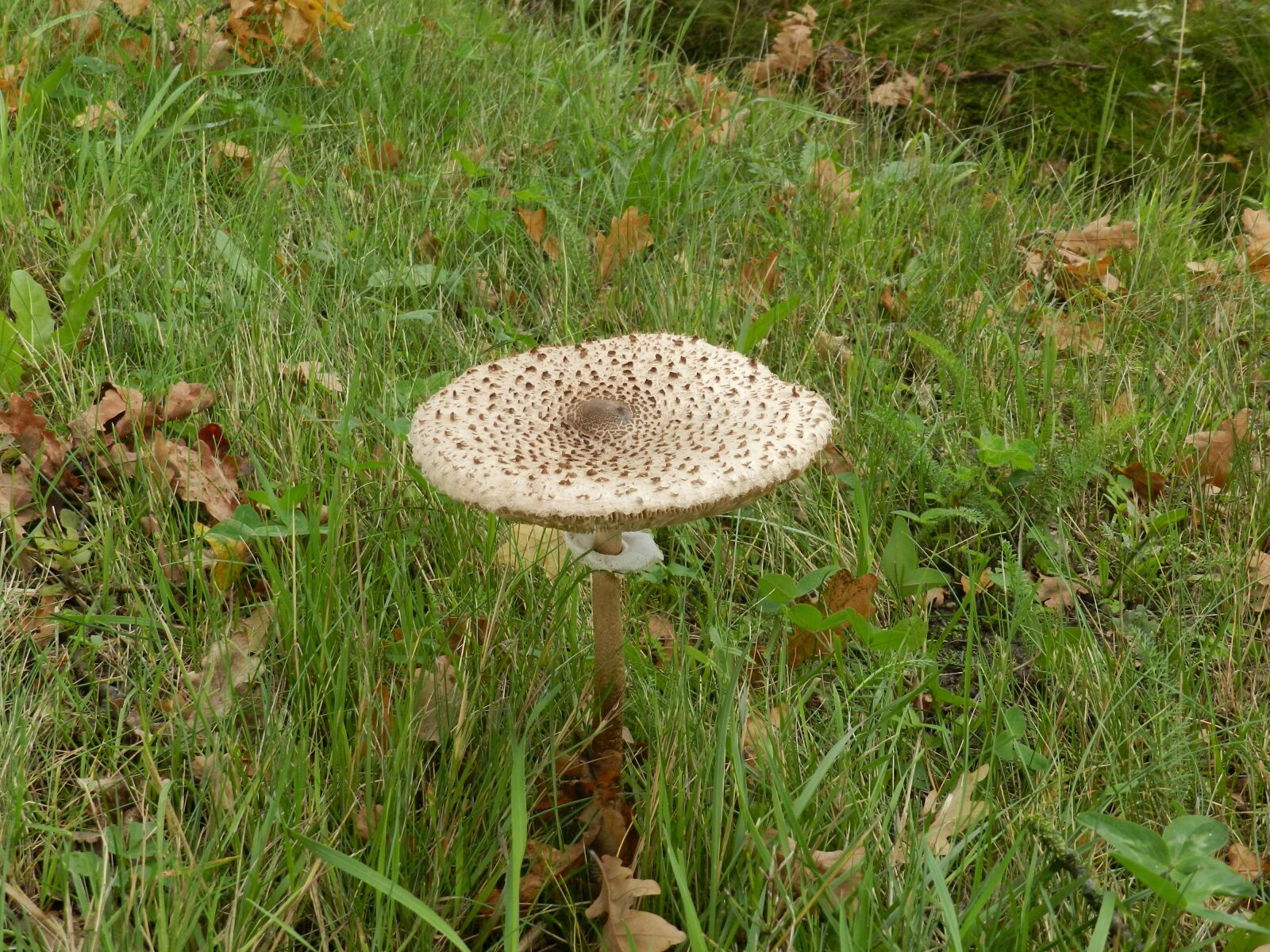 Nikon Coolpix P500 sample photo. Parasol mushroom, mushroom photography