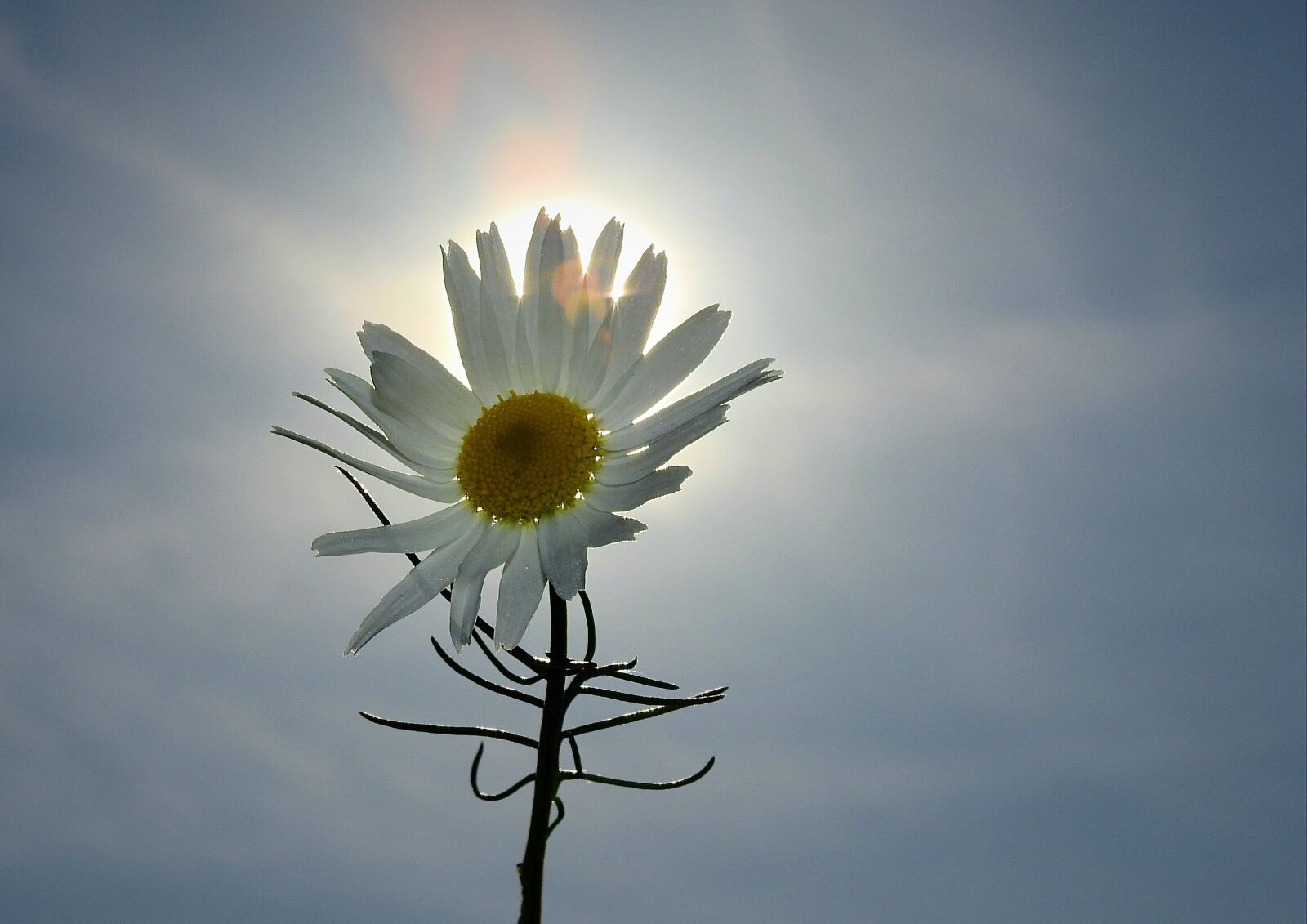 Nikon Coolpix P900 sample photo. Flower, the sun, sky photography