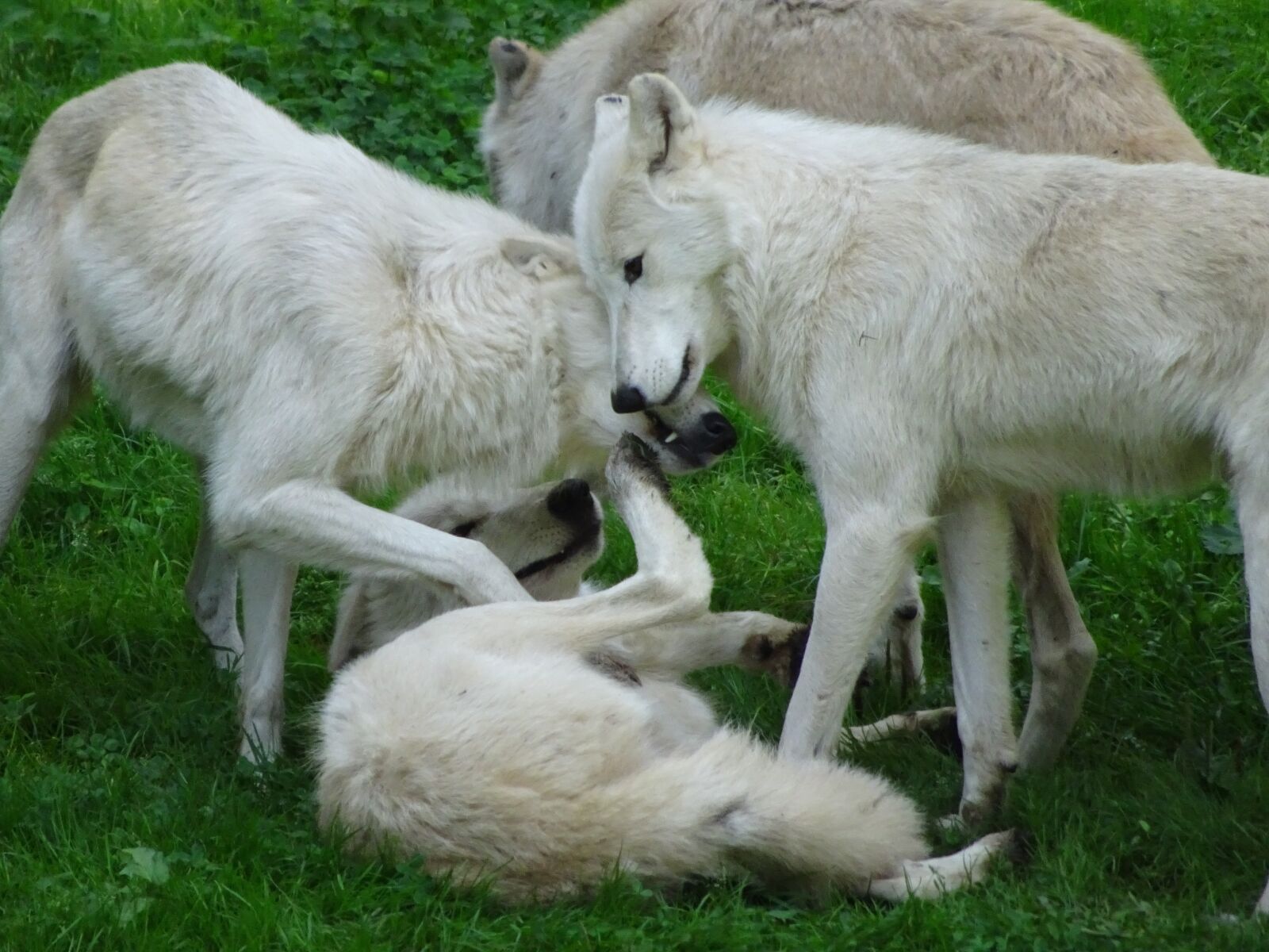 Sony Cyber-shot DSC-WX500 sample photo. White, wolves, pack photography